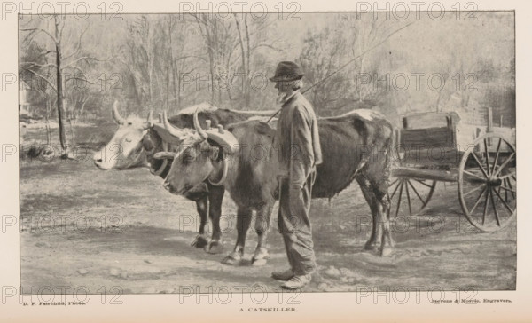 Farmer with two cows pulling a cart, A Catskiller, page, photomechanical print, photographer: DF Fairchild, cliché maker: Stevens & Morris, 1887 - 1907, paper, autotypie, height 101 mm x width 178 mm, farmers, cow, (farm) wagon, freight wagon, cart, A sepia-toned scene showing a man standing beside two yoked oxen in shallow water, the man wearing a hat and long coat and holding a long pole, the oxen facing left with wooden yokes over their necks, and a wooden wagon with large spoked wheels positioned behind them; bare trees and a muted landscape appear in the background.