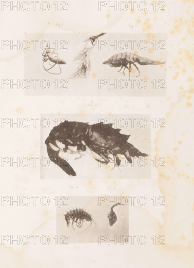 Sea worm, a woodlouse, a shrimp, a Gammaridea and a sea comma, page, photomechanical print, number: 'Pl. IV. Fig. 1. Fig. 2. Fig. 3. Fig. 4. Fig. 5.', maker: Maurits Verveer, c. 1878 - in or before 1879, paper, collotype, photogravure, height 285 mm x width 225 mm, Prints at the back of the book., lower animals, A faded, aged sheet with three horizontal bands each containing black-and-white photographic prints of small, crustacean-like marine specimens; the top band shows three specimens including a curled elongated form with looping filaments, a tufted, rootlike fragment, and an elongated, segmented body with jointed legs and a tapered tail; the middle band displays a dark, irregularly shaped specimen with overlapping plates and several appendages clustered beneath a curved dorsal edge; the lower band contains two smaller specimens, one rounded and spiny with fine legs and trailing filaments and the other a narrow, curved piece with a textured surface; the paper shows uneven discolora...