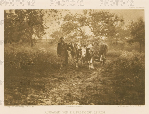 Farmer with a hay wagon, page, photomechanical print, photographer: FR Prössdorf, Leipzig, cliché maker: anonymous, printer (person): Wilhelm Knapp Verlag, Halle an der Saale, c. 1893 - in or before 1898, printer (person), Saxony-Anhalt, Saxony, paper, photoaquatint, height 107 mm x width 156 mm, Print after page 96., farmers, hay-wagon, A sepia-toned photograph shows a man standing beside a cart drawn by two cows on a grassy path surrounded by trees and foliage, the cart carrying a load of hay and a seated figure, with dappled light filtering through the tree canopy above.