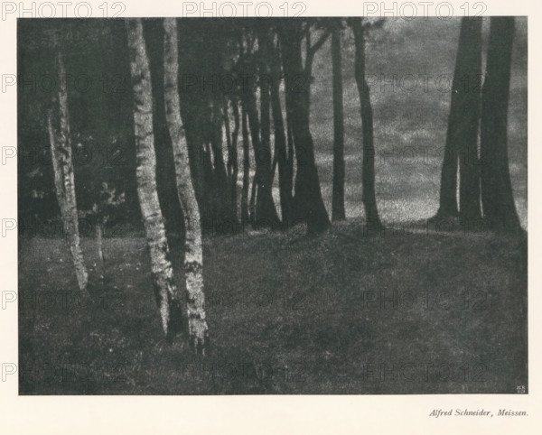Forest, with birches in the foreground, page, photomechanical print, photographer: Alfred Schneider, cliché maker: Meisenbach, Riffarth & Cie. (possibly), Berlin, c. 1898 - in or before 1903, paper, autotypie, height 141 mm x width 190 mm, Print on second unnumbered page after page 234., wood, trees: birch, A grainy monochrome image showing vertical tree trunks of varying thickness standing on a dark textured ground, with lighter bark patterns visible on some trunks and a dimly lit, slightly mottled background behind them.