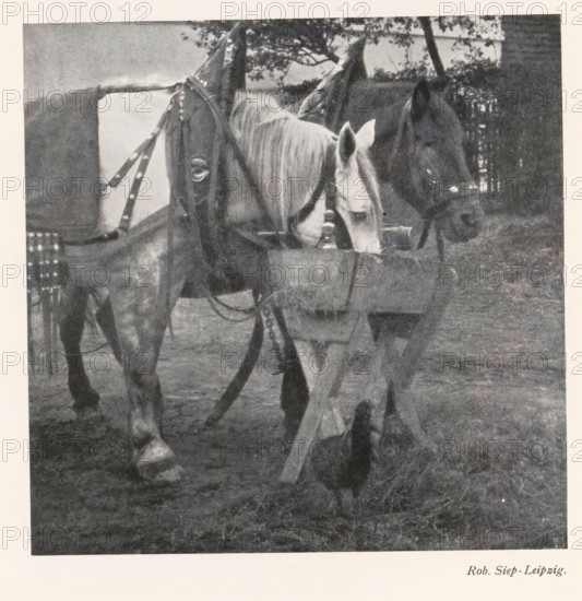 Two caparisoned horses at a manger, page, photomechanical print, photographer: Rob. Siep, cliché maker: Meisenbach, Riffarth & Cie. (possibly), Berlin, c. 1898 - in or before 1903, paper, autotypie, height 139 mm x width 139 mm, Print on fourth unnumbered page after page 28., horse, A grainy black and white photograph showing two horses standing side by side with bridles and harnesses; one horse has a lighter coat and a long mane falling along its neck while the other horse has a darker coat and both animals have their heads lowered toward a wooden trough; assorted straps and metal fittings hang from the harnesses and parts of a wagon or cart are visible behind the horses; the ground beneath them is covered in grass and hay and trees and foliage appear in the background.