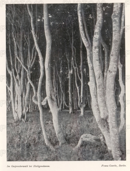 View of a forest, Im Gespensterwald bei Heiligendamm, page, photomechanical print, photographer: Franz Goerke, Bad Doberan, cliché maker: Meisenbach, Riffarth & Cie. (possibly), Berlin, c. 1898 - in or before 1903, Mecklenburg-Vorpommern, paper, autotypie, height 199 mm x width 150 mm, Print on second unnumbered page after page 52, forest, wood, A vertical black and white photograph of a dense stand of tall, slender tree trunks filling the frame, with smooth, pale bark and sinuous, twisting shapes; the trees extend from the foreground into the darker background, creating overlapping vertical lines and visible roots and lower trunks near the grassy forest floor, while the upper areas show a canopy of darker foliage and scattered light spots.