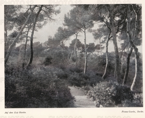Auf dem Kap Martin, Forest on the Cap Martin near Monaco, page, photomechanical print, photographer: Franz Goerke, Roquebrune-Cap-Martin, cliché maker: Meisenbach, Riffarth & Cie. (possibly), Berlin, c. 1898 - in or before 1903, Provence-Alpes-Côte d'Azur, paper, autotypie, height 149 mm x width 199 mm, Print on third unnumbered page after page 52., forest, wood, A grayscale photograph of a wooded scene showing tall, slender trees with textured trunks and rounded canopies, dense underbrush and shrubs covering the ground, and a narrow winding dirt path leading into the trees, with varied tones creating depth and contrast between foreground foliage and more distant treetops.
