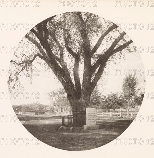 View of the Washington Elm in Cambridge, page, photomechanical print, photographer: William James Stillman, Cambridge (MA), cliché maker: anonymous, United States of America, c. 1866 - in or before 1876, North America, Massachusetts, paper, collotype, photoprint, height 153 mm x width 153 mm, trees: elm, Washington Elm, A large tree with multiple thick dark trunks and spreading branches fills a circular frame, its canopy rendered in a textured pattern of leaves and shadows against a pale background, with a fenced area and a protective metal grate around the trunk base visible, a rectangular stone marker standing near the tree, a low fence and distant trees and buildings appearing in the background, all shown in a monochrome, grainy photographic style.