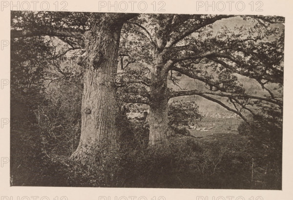 Eiken te Cambridge, page, photomechanical print, photographer: William James Stillman, Cambridge (MA), cliché maker: anonymous, United States of America, c. 1866 - in or before 1876, North America, Massachusetts, paper, collotype, photoprint, height 117 mm x width 180 mm, trees: oak, A monochrome image of a tree-filled scene with two large tree trunks prominent in the foreground, rough textured bark visible, and sprawling branches extending across the frame; dense foliage and smaller branches fill the upper area, while undergrowth and grasses cover the ground; in the background a low stone wall and an open grassy area are partially visible beneath the tree branches.