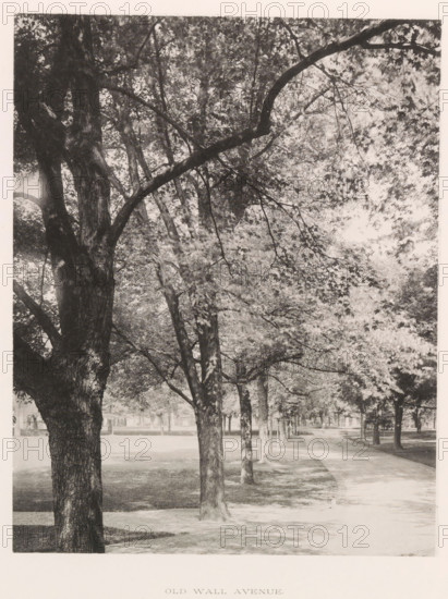 Old wall avenue, photograph, page, photographer: Edward H. Hart, United States Naval Academy, cliché maker: The Photo-gravure Co., New York (city), c. 1885 - in or before 1890, North America, Maryland, Annapolis, paper, collotype, photoprint, height 238 mm x width 186 mm, lane, alley, military academy, A tree-lined avenue viewed from close to the trunks with large rough-barked trees in the foreground and a row of similar trees extending into the distance, a paved path running alongside the trees and curving away, a grassy area beneath the trees, dense leafy canopies overhead with branches arching across the scene, dappled light and shadow on the trunks and ground, and a distant open area visible beyond the trees.