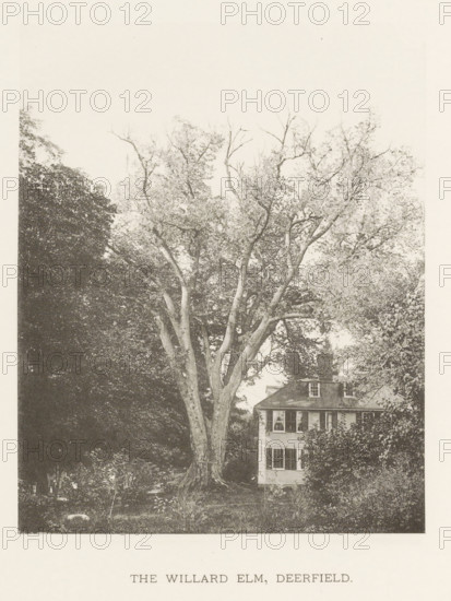 The Willard elm, Deerfield, page, photomechanical print, number: 'XV.', photographer: Henry Brooks, cliché maker: anonymous, United States of America, c. 1880 - in or before 1890, North America, Massachusetts, paper, collotype, photoprint, height 179 mm x width 144 mm, Photo for page 41., facade (of house or building), trees: elm, A large, tall tree with multiple thick trunks and a broad canopy of branches and leaves dominates the foreground, its roots and lower trunk visible at ground level; dense foliage and other trees surround it on both sides, and a multi-story house with shuttered windows and a pitched roof is partially visible behind the tree, with shrubs and plants in the yard.