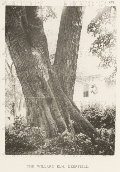 The Willard elm, Deerfield, page, photomechanical print, number: 'XVI.', photographer: Henry Brooks, cliché maker: anonymous, United States of America, c. 1880 - in or before 1890, North America, Massachusetts, paper, collotype, photoprint, height 192 mm x width 141 mm, Photo for page 41., facade (of house or building), trees: elm, A close view of a large tree trunk that splits into two main stems, showing deeply textured bark and exposed roots at the base surrounded by low plants and flowers, with foliage and branches visible at the upper right and a portion of a light-colored building with a window partially visible behind the tree.