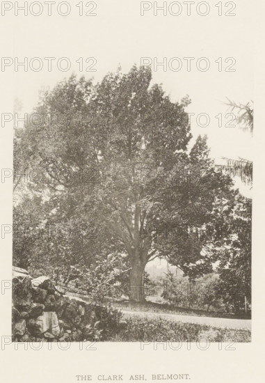 The Clark ash, Belmont, page, photomechanical print, number: 'XXXVII.', photographer: Henry Brooks, cliché maker: anonymous, United States of America, c. 1880 - in or before 1890, North America, Massachusetts, paper, collotype, photoprint, height 194 mm x width 143 mm, Photo for page 63., public road, trees: ash-tree, A large, mature tree with a wide, spreading crown occupies the center of the image, its dense foliage rendered in a grainy, monochrome texture; a sturdy trunk rises from the ground and a small path or road runs horizontally near the base of the tree, while a low stone wall appears in the foreground at the left and additional trees and bushes fill the background and right edge of the scene.