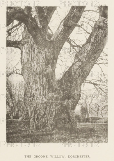 The Groome willow, Dorchester, page, photomechanical print, number: 'LVIII.', photographer: Henry Brooks, cliché maker: anonymous, United States of America, c. 1880 - in or before 1890, North America, Massachusetts, Boston (Massachusetts), paper, collotype, photoprint, height 191 mm x width 143 mm, Photo for page 85., trees: willow, A close-up view of a large, old tree trunk with multiple thick, gnarled branches extending upward and outward, rough deeply textured bark, and a network of thinner bare branches and twigs against a pale background, with low undergrowth and grass at the base and a hint of distant trees visible through the branch openings.