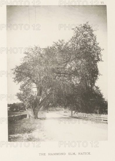 The Hammond elm, Natick, page, photomechanical print, number: 'VI.', photographer: Henry Brooks, cliché maker: anonymous, United States of America, c. 1880 - in or before 1890, North America, Massachusetts, paper, collotype, photoprint, height 190 mm x width 140 mm, Photo after page 32., public road, trees: elm, A large tree with a thick, textured trunk and a wide, dense canopy dominates a dirt road that curves beneath its branches, with a wooden fence running alongside the road and additional trees and low vegetation visible beyond, while utility poles and wires appear near the tree and open sky fills the upper area.