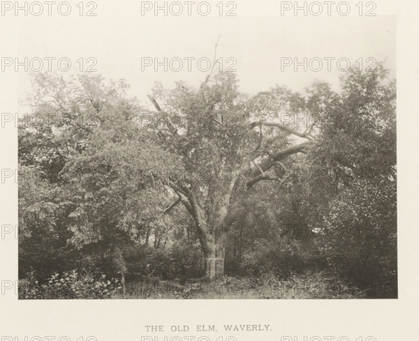 The old elm, Waverly, page, photomechanical print, number: 'IX.', photographer: Henry Brooks, Massachusetts, cliché maker: anonymous, United States of America, c. 1880 - in or before 1890, North America, paper, collotype, photoprint, height 141 mm x width 191 mm, Photo for page 36., trees: elm, A large, mature tree with a thick, gnarled trunk and spreading branches fills the framed image, its dense canopy of leaves creating layered textures of light and dark; surrounding vegetation and undergrowth are visible at the base and along the sides, with various smaller plants and foliage contrasting with the rough bark and sculpted limbs of the central tree.