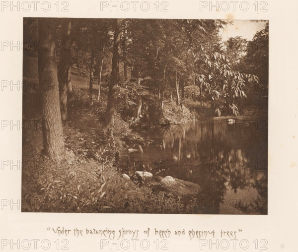 Trees along a lake near Sleepy Hollow, page, photomechanical print, inscription: ''Under the balancing, trees'', photographer: James Leon Williams, Sleepy Hollow, cliché maker: The Photo-gravure Co., New York (city), c. 1882 - in or before 1887, North America, paper, photoaquatint, height 152 mm x width 190 mm, lake, trees, A sepia-toned photograph of a wooded riverside showing tree trunks and leafy branches along a shoreline, a calm reflective body of water occupying the right side of the image, rocks and low vegetation at the water’s edge, overhanging foliage casting reflections on the water, and a pale border surrounding the photograph.