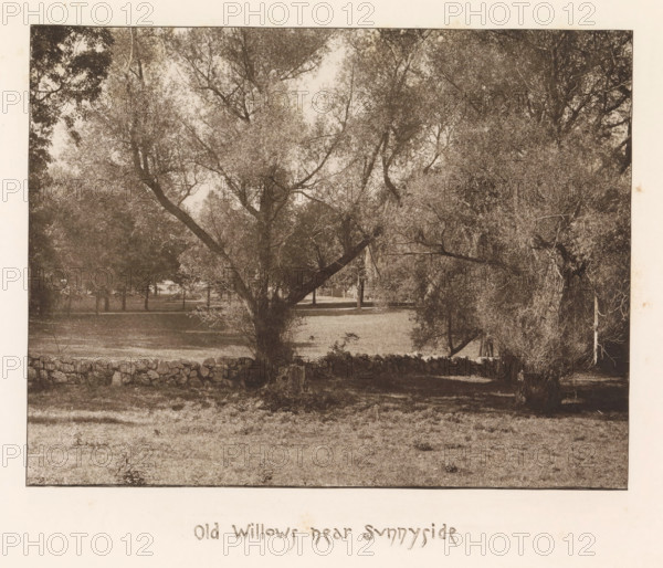 Willows on the estate of Sunnyside, page, photomechanical print, inscription: 'Old willows near Sunnyside', photographer: James Leon Williams, New York, cliché maker: The Photo-gravure Co., c. 1882 - in or before 1887, North America, paper, photoaquatint, height 145 mm x width 189 mm, trees: willow, A sepia-toned photograph showing a grassy open area framed by large, leafy trees with spreading branches and textured trunks, a low stone wall running horizontally across the midground, dense foliage and undergrowth around the tree bases, light filtering through the canopy creating mottled shadows on the ground, and additional trees receding into the background.