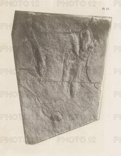 Footprints of the hind legs of a reptile, photograph, page, number: 'Pl. 31.', United States of America, c. 1850 - in or before 1861, photographer, North America, paper, salted paper print, height 195 mm x width 145 mm, Photo in back section of book., foot-print, track, reptiles, A tilted rectangular slab with a rough, uneven stone surface fills most of the image, showing weathered textures, cracks, and shallow depressions; the slab occupies a pale background and has darker irregular grooves and raised areas running vertically and diagonally across it, with faint small circular and elongated indentations scattered on its face and lighter worn edges along its perimeter.