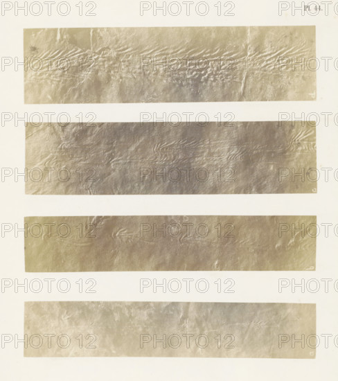 Track of (presumably) a marine mammal, page, Viewed from above the first part of the track, at the bottom the last part., number: 'Pl. 44.', inscription: 'a, d', United States of America, c. 1850 - in or before 1861, photographer, North America, paper, salted paper print, height 295 mm x width 240 mm, Photo in back section of book., foot-print, track, A vertical sheet with a pale background contains several horizontal rectangular panels filled with textured, sandy-gray surfaces that show wrinkled and rippled patterns; the panels are separated by wide pale margins and each textured strip displays variations in tone and subtle creases and folds across the grainy surface.
