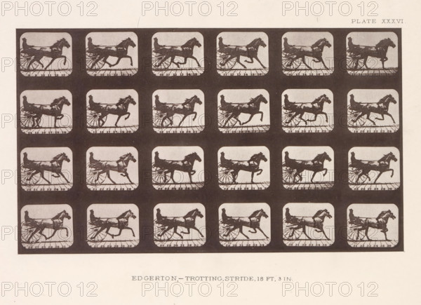 Edgerton, -Trotting. Stride, 18 Ft, 3 In, Twenty-four shots of a trotting horse with a cart behind it, page, photomechanical print, number: 'Plate XXXVI.', photographer: Eadweard Muybridge, Stanford, cliché maker: anonymous, c. 1878 - in or before 1882, paper, photoaquatint, height 119 mm x width 203 mm, horse, animal traction, animal-drawn vehicle (carriage etc.), Motion, A grid of small square frames each showing a dark silhouette of a horse in motion pulling a two-wheeled cart with a seated driver, arranged in rows and columns on a pale background, with each frame containing a horizontal strip at the bottom and rounded corners, and the frames surrounded by a darker rectangular border.