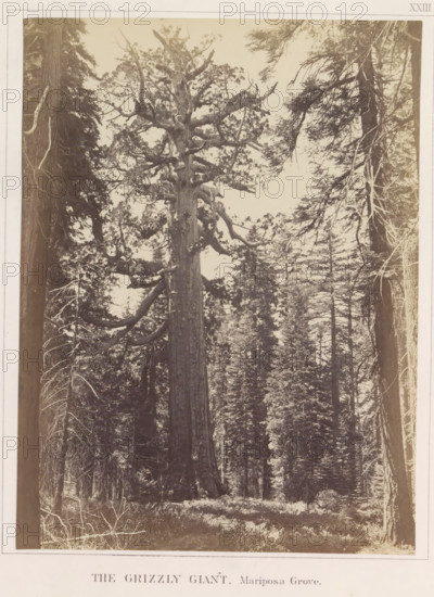 The Grizzly Giant, Mariposa Grove, View of the Grizzly Giant, a giant sequoia in the Mariposa Grove, photograph, page, number: 'XXIII.', photographer: Carleton E. Watkins, c. 1860 - in or before 1868, North America, California, Wawona, paper, albumen print, height 216 mm x width 162 mm, fabulous trees, A tall, broad tree trunk rises from the forest floor, its thick branches extending outward with gnarled, irregular limbs and clusters of foliage; surrounding it are other tall trees with straight trunks and varying branch patterns, some with thin, drooping limbs and exposed roots or lower branches; the ground is covered with grass and low vegetation, and a few small indistinct shapes near the base of the large trunk suggest figures or objects; the overall scene is framed by a light border.