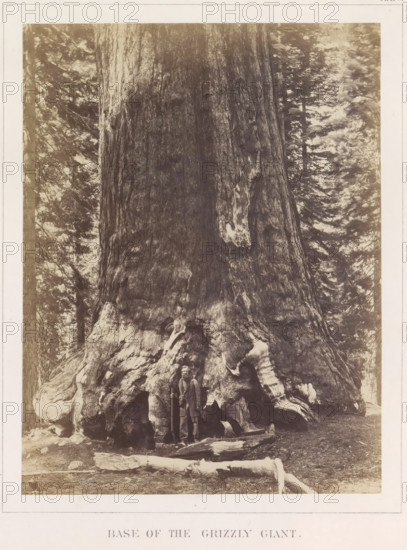 View of the base of Grizzly Giant, a giant sequoia in the Mariposa Grove, Base of the Grizzly Giant, photograph, page, number: 'XXIV.', photographer: Carleton E. Watkins, Mariposa Grove, c. 1860 - in or before 1868, North America, California, Wawona, paper, albumen print, height 205 mm x width 157 mm, fabulous trees, A large tree trunk fills most of the image, showing rough, deeply textured bark and a wide gnarled base with exposed root formations and hollowed cavities; a person stands at the base wearing a jacket and pants and holding a long staff or pole; surrounding the tree are other trees with visible branches and foliage, and the ground in front shows scattered logs and forest floor debris.