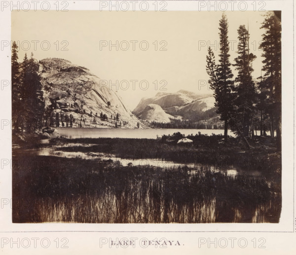 View of Tenaya Lake, Lake Tenaya, photograph, page, number: 'XXVI.', photographer: W. Harris, California, c. 1860 - in or before 1868, North America, paper, albumen print, height 161 mm x width 203 mm, lake, mountains, Tenaya Lake, A sepia-toned landscape photograph showing a calm lake bordered by tall grasses in the foreground and rocky shores in the middle distance, with smooth granite domes and cliffs rising on the left and center, and a stand of tall conifer trees silhouetted on the right, reflected subtly in the water and framed by a pale sky above.