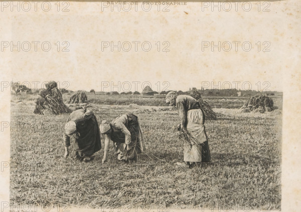 Three unknown women working in the fields, probably gleaners, Les Glaneuses, page, photomechanical print, photographer: Mr. Ch. Comessy, cliché maker: Dujardin, printer (person): Eudes et Chassepot, c. 1890 - in or before 1895, printer (person), paper, photoaquatint, height 121 mm x width 171 mm, adult woman, gleaning, Locmariaquer, A faded black-and-white image of three women bent over in a field, each wearing long skirts and head coverings and holding handfuls of harvested stalks, with stacks of bundled crops and distant low vegetation visible along the horizon and a textured, lightly spotted sky occupying the upper area of the picture.