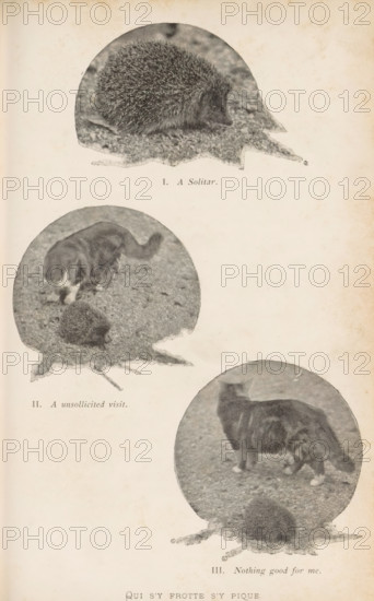 III. Nothing good for me, II. An unsollicited visit, I. A Solitar, Three images of an encounter between a hedgehog and a cat, Qui s'y frotte s'y pique, page, photomechanical print, Above a hedgehog, middle a cat sniffing a hedgehog, below a cat walking away from a hedgehog., c. 1892 - in or before 1897, paper, autotype, height 223 mm x width 144 mm, cat, other mammals: hedgehog, A faded page shows three circular vignette photographs on a light aged background, each containing a hedgehog and a cat in different positions; the top vignette features a curled spiny hedgehog resting on textured ground, the middle vignette shows a cat leaning forward toward a small rounded hedgehog on similar ground, and the lower vignette presents a cat standing with its body in profile above a hedgehog seen from behind, all images rendered in a grainy monochrome tone with irregular vignette edges and mottled paper discoloration around them.