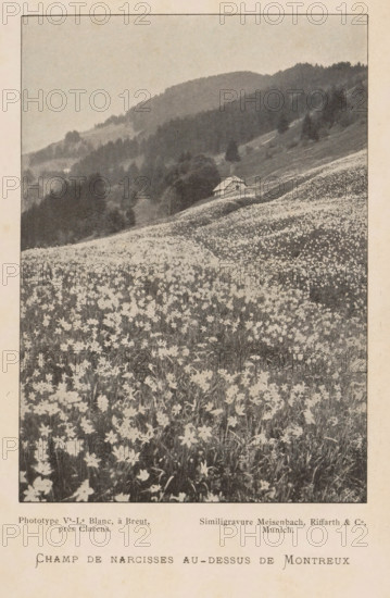 View of a field of daffodils near Montreux, Switzerland, Champs de narcisses au-dessus de Montreux, page, photomechanical print, maker: Hoffmann, cliché maker: Meisenbach, Riffarth & Cie., Munich, c. 1894 - in or before 1899, Bavaria, paper, autotypie, height 140 mm x width 100 mm, meadow, pasture, mountains, flowers: narcissus, Montreux, A sepia-toned photograph shows a sloping meadow densely covered in small star-shaped flowers extending from the foreground into the middle distance, with a gently curving path or lighter strip running through the field toward a small simple house with a pitched roof nestled on a rise; behind the house the terrain rises into forested hills with layered ridges and scattered trees, and the scene is framed by a narrow plain border with aged paper texture around the image.