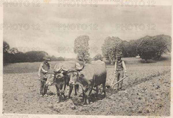 Le Labour, Two farmers work a piece of land with two cattle for a plow, page, photomechanical print, inscription: 'Bulletin du Photo-Club de Paris', photographer: Paul Bourgeois, cliché maker: Fillon & Heuse, Paris, c. 1890 - in or before 1895, paper, photoaquatint, height 121 mm x width 185 mm, farmers, bovine cattle, plowing, A sepia-toned photograph showing a ploughed field with two men standing behind a team of bulls harnessed to a wooden plough; the men wear brimmed hats, vests over shirts, and trousers, and each holds part of the plough apparatus; the bulls have prominent curved horns and harnesses around their heads and stand on turned soil; in the background there are several trees and a low treeline under a cloudy sky.