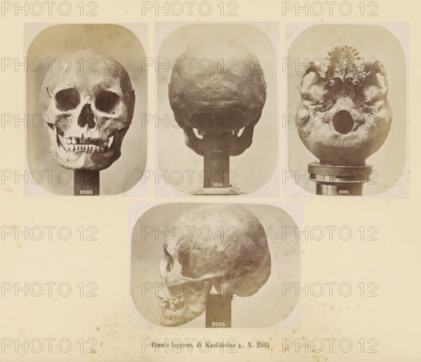 Four images of a Sami male skull, Cranio lappone, di Kautokeino ?, No. 2595, page, Top left a front view, top center a rear view, top right a view of the underside, bottom a side view., number: '2595', number: 'Tavola XXXVI.', photographer: Paolo Mantegazza, Scandinavia, photographer: Carlo Pietro Stefano Sommier, c. 1870 - in or before 1880, paper, albumen print, height 254 mm x width 340 mm, Photo in photo section at the back., (human) skull, A sepia-toned sheet shows five photographic views of a human skull mounted on stands, arranged with three images across the top and two larger images below; the top left shows a frontal view of the skull with empty eye sockets and visible upper and lower teeth, the top center shows the rear of the skull with the rounded occipital surface, and the top right shows the skull viewed from below with the palate and tooth sockets visible around a large central opening; the lower left image shows a profile view of the skull angled slightly forward, and ...
