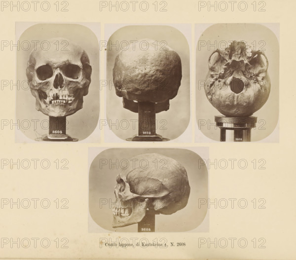 Four images of a Sami male skull, Cranio lappone, di Kautokeino ?, No. 2608, page, Top left a front view, top center a rear view, top right a view of the underside, bottom a side view., number: '2608', number: 'Tavola XXXVII.', photographer: Paolo Mantegazza, Scandinavia, photographer: Carlo Pietro Stefano Sommier, c. 1870 - in or before 1880, paper, albumen print, height 254 mm x width 340 mm, Photos in photo section at the back., (human) skull, Three sepia-toned photographic panels show human skulls mounted on stands against a plain background, with one panel displaying a frontal view of a skull with visible eye sockets and teeth, another showing the rounded back of a skull, and a third presenting the base of a skull with the underside and dental arches exposed; below these panels is a larger sepia photograph of a skull in profile mounted on a stand, and the images are arranged on a pale, aged paper with minor spots and discoloration.