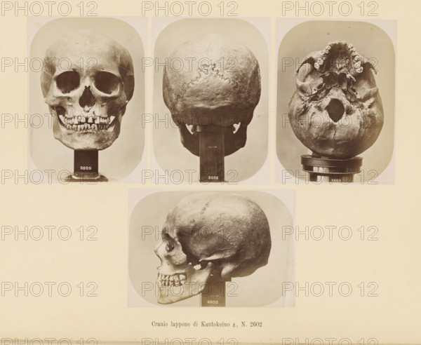 Four images of a Sami male skull, Cranio lappone, di Kautokeino ?, No. 2602, page, Top left a front view, top center a rear view, top right a view of the underside, bottom a side view., number: 'Tavola XXXVIII.', number: '2602', photographer: Paolo Mantegazza, Scandinavia, photographer: Carlo Pietro Stefano Sommier, c. 1870 - in or before 1880, paper, albumen print, height 254 mm x width 340 mm, Photos in photo section at the back., (human) skull, A pale sheet displaying four sepia photographs of a human skull arranged in a grid, each image showing a different viewpoint: a frontal view with empty eye sockets and visible upper and lower teeth mounted on a dark stand, a rear view showing the curved skullcap and sutures on a support, an underside view revealing the toothless upper jaw and a large opening with the skull on a round base, and a profile view showing the cheekbone, jawline, and teeth on a dark pedestal, all images framed with rounded corners against a light background.