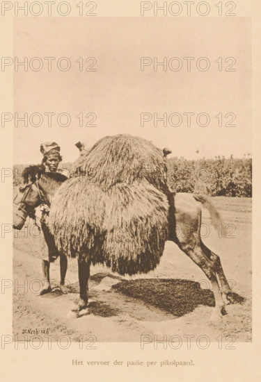 The transport of paddy by pikol horse, A loaded horse, page, photomechanical print, maker: Christiaan Johan Neeb, c. 1892 - in or before 1897, paper, collotype, photoprint, height 164 mm x width 121 mm, horse, Indonesia, A sepia-toned photograph showing a person standing beside a camel with a large, shaggy load on its back; the person wears a wrapped head covering and light clothing and holds the camel’s reins while looking toward the animal; the camel’s dense, fringe-like covering nearly obscures its body, leaving visible a hind leg and part of its tail; the ground beneath them is sandy and there is a low, distant horizon with sparse vegetation behind them.