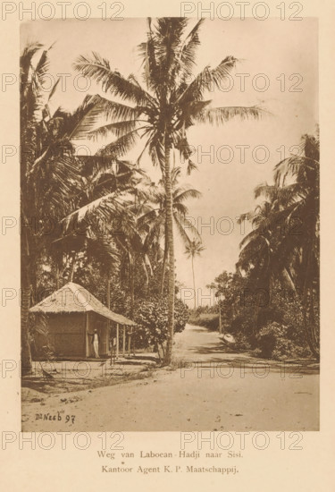 View of an unknown man posing in front of a house along a path, Road from Laboean-Hadji to Sisi - Office Agent KP Maatschappij, page, photomechanical print, maker: Christiaan Johan Neeb, c. 1892 - in or before 1897, paper, collotype, photoprint, height 168 mm x width 120 mm, historical persons, road, path, trees: palm-tree, Indonesia, A vertical sepia photograph showing a dirt path lined with tall palm trees and dense tropical foliage, with a thatched-roof hut on the left front edge and a person standing in the hut's doorway, fronds and trunks of palms framing the scene and a clear sky visible above.