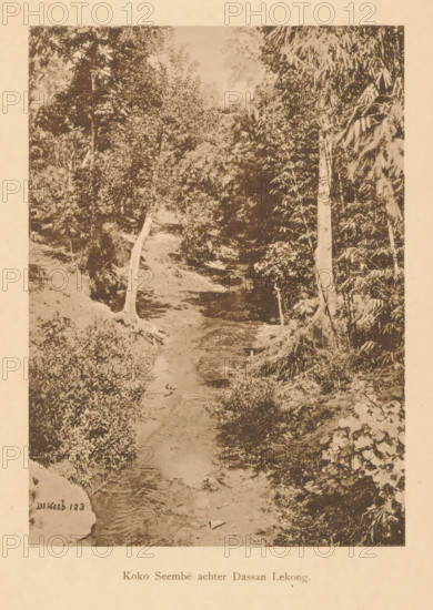 Koko Seembe behind Dassan Lekong, View of a water in a wooded area, page, photomechanical print, maker: Christiaan Johan Neeb, c. 1892 - in or before 1897, paper, collotype, photoprint, height 168 mm x width 122 mm, trees, landscapes with waters, waterscapes, seascapes (in the temperate zone), Indonesia, A sepia-toned vertical photograph shows a narrow stream flowing away from the foreground into a wooded area, with banks lined by grass, low shrubs, and scattered rocks; slender tree trunks and denser foliage rise on either side, with leafy branches forming a canopy overhead and patches of undergrowth and bamboo-like leaves visible along the right side.