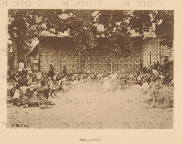 View of a group of unknown persons in a circle before a cockfight, Cockfight, page, photomechanical print, maker: Christiaan Johan Neeb, c. 1892 - in or before 1897, paper, collotype, photoprint, height 118 mm x width 165 mm, historical persons, cock-fighting, Indonesia, A sepia-toned photograph shows a large group of people gathered outdoors in front of a woven wall and thatched roof, with tree branches and leaves hanging overhead; many seated and kneeling figures form a semicircle facing the center where a few people stand, several woven cages or baskets are arranged on the ground among the people, and some individuals wear patterned cloths while others are bare-chested.