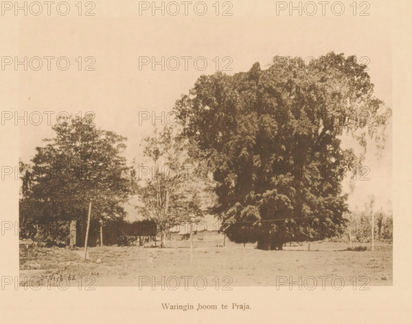 View of a weeping fig, Waringin tree in Praja, page, photomechanical print, maker: Christiaan Johan Neeb, c. 1892 - in or before 1897, paper, collotype, photoprint, height 121 mm x width 167 mm, trees, Indonesia, A sepia-toned photograph showing a wide open area with large, densely foliaged trees dominating the right side and smaller trees on the left, a simple structure with a thatched or sloped roof partially visible beneath the trees, a few slender vertical poles rising from the ground, a lamp post near the center foreground, an expanse of flat grassy ground in front of the trees, and a pale sky occupying the upper portion of the image.