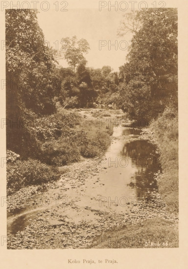 Koko Praja, te Praja, View of a river in a wooded area, page, photomechanical print, maker: Christiaan Johan Neeb, c. 1892 - in or before 1897, paper, collotype, photoprint, height 166 mm x width 119 mm, trees, river, Indonesia, A vertical sepia-toned photograph showing a narrow river or stream running from the foreground toward the background, flanked by dense foliage and trees on both sides, with a pebbly or rocky riverbed visible along the nearer banks and reflections of the trees in the water.