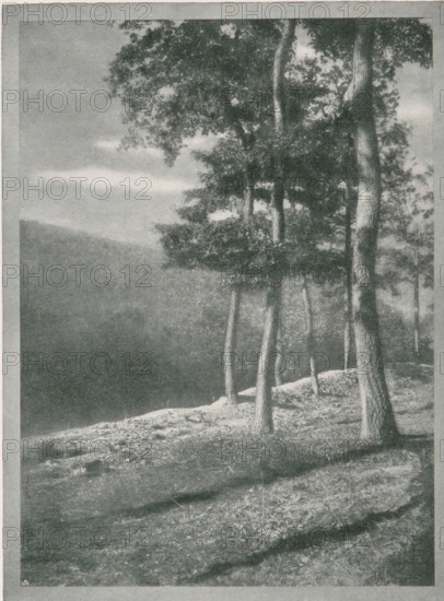 Eichen, Landscape with oak trees, page, photomechanical print, monogram: 'BX', photographer: Scholz, Th. & R., cliché maker: unknown, c. 1898 - in or before 1903, paper, autotypie, height 174 mm x width 129 mm, landscapes, trees: oak, A grayscale image showing a sloped rocky ground in the foreground with patches of grass and uneven stone surfaces, several tall tree trunks rising from the slope with leafy canopies concentrated near the top, a distant hill or ridge visible on the left under a cloudy sky, and shadows cast across the ground from the trees.