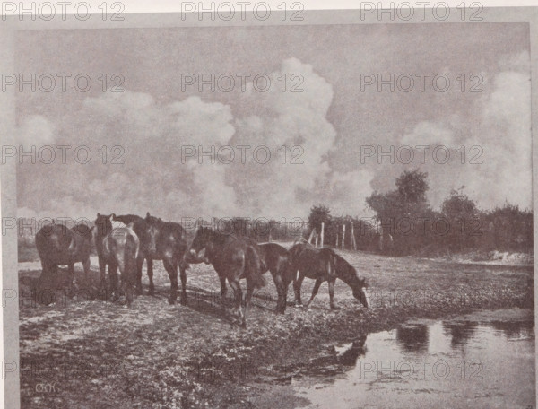 Horses in the meadow, Pferde, page, photomechanical print, monogram: 'BX', photographer: Otto Scharf, Krefeld (possibly), cliché maker: unknown, c. 1898 - in or before 1903, North Rhine-Westphalia, paper, autotypie, height 130 mm x width 169 mm, meadow, pasture, horse, A group of horses standing and grazing on a muddy field near a shallow body of water with reflections, a low fence and bushes in the background, and a sky filled with large billowing clouds.