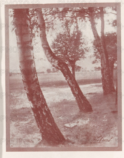 Landscape with trees, Baumstamm study, page, photomechanical print, monogram: 'BX', inscription: 'Berlin', photographer: Hildegard Lehnert, cliché maker: unknown, c. 1898 - in or before 1903, paper, autotypie, height 170 mm x width 134 mm, landscapes, trees, A monochrome photograph of a grove with several slender, leaning tree trunks in the foreground and background, their bark showing textured patterns and vertical markings, leafy branches forming a dappled canopy above, a grassy ground beneath with patches of shadow and lighter areas, and a narrow border surrounding the image.