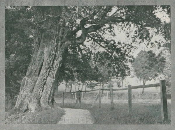 Baum study (Burg Schlitz), Landscape near Burg Schlitz, page, photomechanical print, inscription: 'Photographic Mitteilungen XL', monogram: 'BX', inscription: 'Berlin', photographer: Franz Goerke, Mecklenburg-Vorpommern, cliché maker: unknown, c. 1898 - in or before 1903, paper, autotypie, height 125 mm x width 173 mm, landscapes, A large tree trunk dominates the left side of the image with rough, textured bark and a thick base, its branches extending across the upper part of the scene and covered with dense leafy foliage. A dirt path runs from the foreground toward the midground, passing beside the tree. A wooden fence with vertical posts and horizontal rails stretches across the middle of the image, partially enclosing a grassy area. In the background there are additional trees with leafy canopies, and the overall image has a grainy, monochrome appearance.