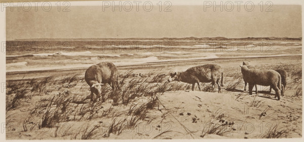 Im fernen west Dänemarks, Four sheep in the dunes by the sea, page, photomechanical print, inscription: 'Photographic Mitteilungen XL', photographer: Niels Adam Fischer, cliché maker: anonymous, c. 1898 - in or before 1903, paper, photoaquatint, height 99 mm x width 220 mm, dune coast, sheep, sea, A sepia-toned coastal scene showing a sandy beach with clumps of tall grass in the foreground and waves rolling in across the water in the background, and four sheep grazing among the beach grasses with two of them bent down eating, one facing sideways, and one standing more upright near the right edge.