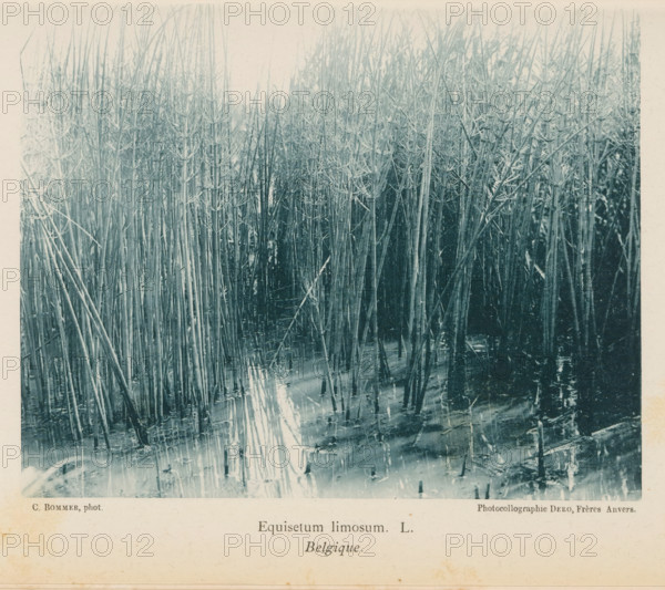Hollow Pipe, Equisetum Limosum. L. Belgique, page, photomechanical print, inscription: 'Bull. Soc. de Geol. de Paleont. et d'Hydrol. Tome V. 1891. Mémpl. II.', photographer: Charles Bommer, maker: Dero, Frères, c. 1885 - in or before 1890, Charles Bommer, Dero, photographer, paper, collotype, photoprint, height 121 mm x width 151 mm, Print on third unnumbered page after page XXXIV of part 2., plants, vegetation, A monochrome photograph showing a dense stand of tall, thin reedlike stems rising from shallow water, the stems mostly vertical with a few leaning and intersecting, many bearing whorled, branchlike nodes; the water surface reflects the stems and shows ripples and scattered debris, while the background is filled with more stems fading into a lighter tone toward the top, and a pale border surrounds the image.