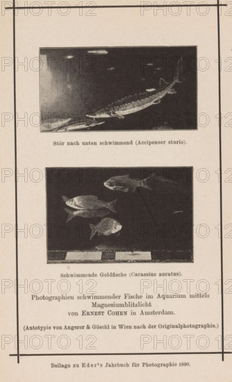 Two shots of fish in an aquarium, page, photomechanical print, inscription: 'Beilage zu Eder's Jahrbuh für Photographie 1890', photographer: Ernst Julius Cohen, cliché maker: Angerer & Göschl, C., c. 1885 - in or before 1890, Ernst Julius Cohen, Angerer & Göschl, photographer, cliché maker, paper, autotypie, height 95 mm x width 64 mm, Print on nineteenth unnumbered page after page 400., fishes, aquarium, bony fishes: sturgeon, A vertical page with two framed black-and-white photographs of fish set one above the other, each photograph surrounded by thin borders and centered on the page; the top photograph shows a long, streamlined fish with a pointed snout and a textured body swimming to the right against a dark background, while the bottom photograph shows several shorter, rounded fish with visible fins and scales arranged at different angles against a dark background with a lighter strip along the bottom edge; both photographs are separated by a line of printed text below the top ima...