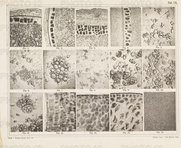 Sheet with microscopic images of the cell structure of fifteen types of flour and starch, page, photomechanical print, number: 'Taf. IX', photographer: attributed to Franz Friedrich Bernard Elsner, cliché maker: Wigand, Photographische anstalt Otto, Zeitz, publisher: Wilhelm Knapp Verlag, Halle an der Saale, c. 1875 - in or before 1885, Saxony-Anhalt, Attributed to, paper, collotype, photoprint, height 231 mm x width 305 mm, Image opposite page 6., flour, microscope, A rectangular sheet divided into a grid of smaller rectangular panels, each panel containing a close-up monochrome image showing textured organic patterns and clustered rounded forms that resemble cellular structures or bubbles, with variations including tightly packed irregular shapes, layered elongated cells, loose clusters of spherical elements, and granular fields; thin borders separate the panels and a narrow margin surrounds the sheet, which shows slight discoloration and spotting near the edges.