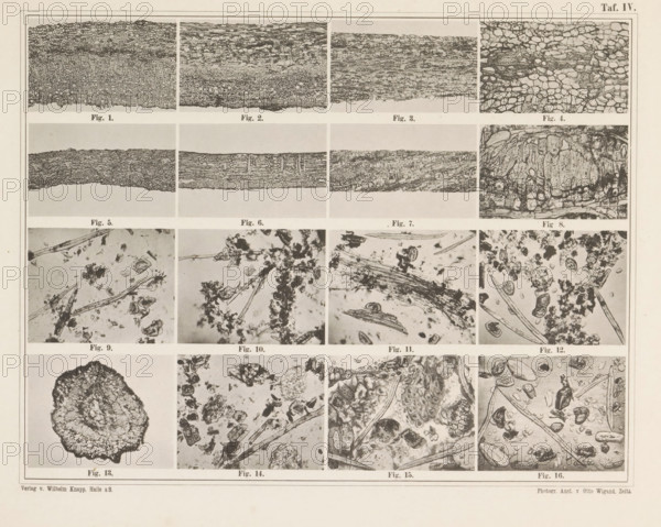 Sheet with sixteen microscopic images of cinnamon, page, photomechanical print, number: 'Taf. IV.', photographer: attributed to Franz Friedrich Bernard Elsner, cliché maker: Wigand, Photographische anstalt Otto, Zeitz, publisher: Wilhelm Knapp Verlag, Halle an der Saale, c. 1874 - in or before 1884, Saxony-Anhalt, Attributed to, paper, collotype, photoprint, height 231 mm x width 305 mm, Image after page 8., microscope, (non-fruit) products of plants or trees: cinnamon, A large rectangular sheet divided into a grid of smaller rectangular framed panels, each panel containing a black-and-white photographic or engraved close-up of textured organic or geological patterns; the top row shows horizontally oriented layered and cellular structures, the middle rows display scattered fragments, fibrous strands, and irregular clumps against light backgrounds, and the bottom row includes a dark irregular rounded mass and more scattered particulate and fibrous debris; thin lines separate each panel ...