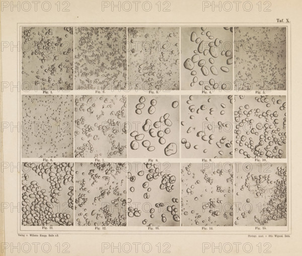 Sheet with microscopic images of the cell structure of fifteen types of flour and starch, page, photomechanical print, number: 'Taf. ' 1875 - in or before 1885, Franz Friedrich Bernard Elsner, Wigand, Photographische anstalt Otto, Wilhelm Knapp Verlag, photographer, publisher, Saxony-Anhalt, Halle an der Saale, Attributed to, paper, collotype, photoprint, height 231 mm x width 305 mm, Image opposite page 6., flour, microscope, A large aged sheet divided into a grid of rectangular panels each containing close-up photographic images of many small round and irregularly shaped pebble-like forms on a textured background, with narrow borders between panels and small captions beneath each panel, all rendered in a sepia tone on a slightly darker outer margin.