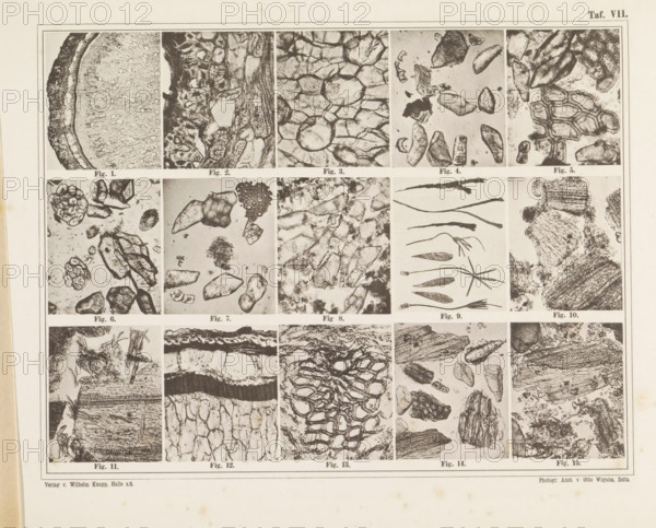 Sheet with fifteen microscopic images of the cell structure of pepper, saffron and cardamom, page, photomechanical print, number: 'Taf. VII.', photographer: attributed to Franz Friedrich Bernard Elsner, cliché maker: Wigand, Photographische anstalt Otto, Zeitz, publisher: Wilhelm Knapp Verlag, Halle an der Saale, c. 1874 - in or before 1884, Saxony-Anhalt, Attributed to, paper, collotype, photoprint, height 231 mm x width 305 mm, Image opposite page 10., microscope, pepper, seasonings, spices: saffron, A large rectangular page divided into a grid of small rectangular panels containing close-up black-and-white images of textured surfaces and organic fragments, each panel showing varied patterns such as circular cell-like shapes, irregular cracked surfaces, elongated seedlike forms, layered fibrous structures, and clusters of granular pieces; the panels are framed by thin borders and arranged in rows and columns with narrow white margins between them, and the overall sheet has a wide bla...