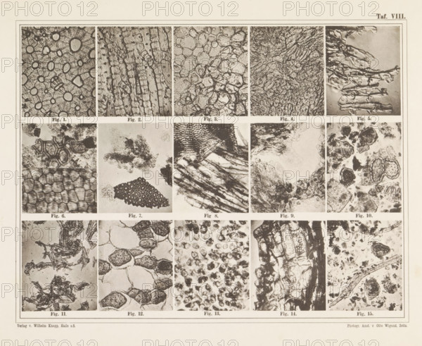 Sheet with fifteen microscopic images of the cell structure of fillers such as flour, wood and bran, page, photomechanical print, number: 'Taf. VIII.', photographer: attributed to Franz Friedrich Bernard Elsner, cliché maker: Wigand, Photographische anstalt Otto, Zeitz, publisher: Wilhelm Knapp Verlag, Halle an der Saale, c. 1874 - in or before 1884, Saxony-Anhalt, Attributed to, paper, collotype, photoprint, height 231 mm x width 305 mm, Image opposite page 10., microscope, A rectangular sheet divided into a grid of smaller rectangular panels, each panel containing a close-up monochrome image of textured organic or cellular patterns; the top row shows a variety of circular and elongated cell-like structures, fibrous strands, and layered formations with high contrast, while the middle and lower rows continue with irregular clusters, honeycomb-like meshes, streaked fibrous bands, and mottled granular areas; thin borders separate each panel and a wider margin frames the sheet, with the o...
