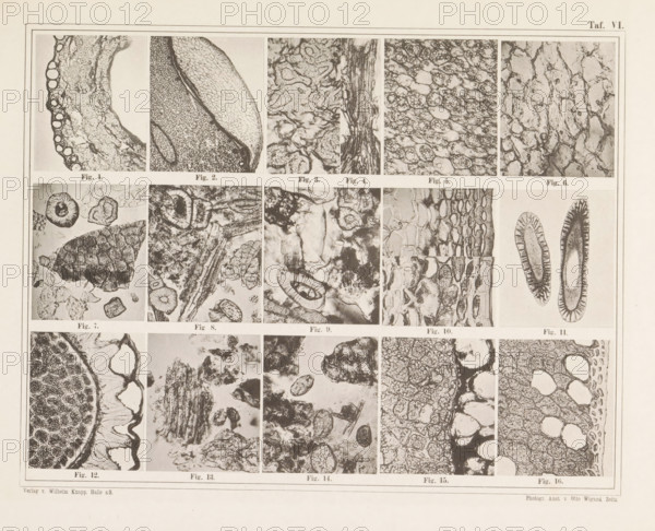 Sheet with sixteen microscopic images of the cell structure of allspice, chilli, mace and nutmeg, page, photomechanical print, number: 'Taf. VI.', photographer: attributed to Franz Friedrich Bernard Elsner, cliché maker: Wigand, Photographische anstalt Otto, Zeitz, publisher: Wilhelm Knapp Verlag, Halle an der Saale, c. 1874 - in or before 1884, Saxony-Anhalt, Attributed to, paper, collotype, photoprint, height 231 mm x width 305 mm, Image after page 9., microscope, pepper, A rectangular page with a grid of small rectangular photographic panels showing close-up black-and-white images of textured organic forms and cellular structures separated by thin borders, arranged in rows and columns within a double-lined outer frame, with each panel containing varied patterns such as rounded cavities, layered fibrous strands, clustered granular masses, elongated tubular shapes, and irregular porous networks, all rendered in grayscale with contrasting light and dark areas and subtle shading differe...